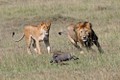 Cận cảnh sư tử săn lợn rừng nhanh hiếm có