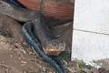 Tiết lộ bất ngờ về cặp rắn hổ khủng bắt được ở An Giang