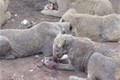 Sự thực hãi hùng sau trại nuôi nhốt sư tử ở Nam Phi