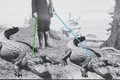 Chuyện dị về thú cưng của Tổng thống Mỹ: Cá sấu sống sang chảnh