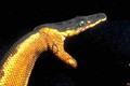 Giải mã tài nhịn uống nước cực đỉnh của rắn biển