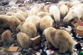 50 con gấu đói Bắc Cực "xâm chiếm", "đại náo" ngôi làng Nga