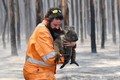 Cháy rừng ở Úc: “Kế hoạch hoá dân số” giết 10.000 con lạc đà