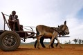 Châu Phi “khủng hoảng lừa” vì người Trung Quốc “khoái khẩu”