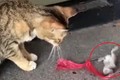 Video: Chết cười chuột giả chết, "lăn theo gió” trước mặt mèo 