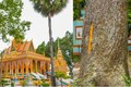 Loạt cây trăm tuổi tại ngôi chùa ‘độc nhất vô nhị’ tại Việt Nam