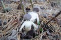 Lạnh gáy loài nấm độc giống hệt 'hình nhân thế mạng'