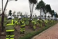 Hà Nội: Phòng mưa bão, kiến nghị đóng cọc thép níu cây xanh