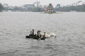 Dân Thủ đô ngỡ ngàng với đàn thiên nga bơi tung tăng giữa hồ Gươm