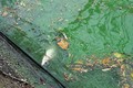 Mặt nước Hồ Gươm bất ngờ hóa xanh: Đẹp mà lo