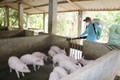 Dịch tả lợn châu Phi lan 21 tỉnh thành, tiêu hủy gần 65.000 con lợn