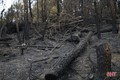 Đau thương cảnh hoang tàn của rừng ở Hà Tĩnh sau "biển lửa"