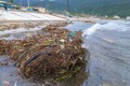 Biển Đà Nẵng ngập rác và củi khô