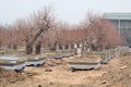 Mới chớm ra nụ, đào Nhật Tân “khủng” lên chậu hét giá 40 triệu đồng/cây 
