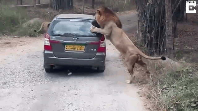 Clip: Sư tử đực nổi điên đòi “xơi tái” ô tô khiến du khách thất kinh