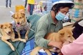 Yêu cầu báo cáo vụ tiêu hủy đàn chó của cặp vợ chồng về Cà Mau tránh dịch