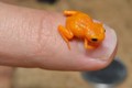 Loài ếch tội nghiệp nhất hành tinh: Nhỏ chỉ bằng cái móng tay
