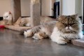 7 chú mèo thừa kế hơn 7 tỷ đồng: Hàng trăm người tranh nuôi 