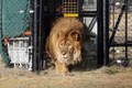 Sư tử “cô đơn nhất thế giới” trở lại tự nhiên