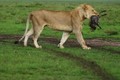 CLIP: Sư tử ‘chơi đùa’ với lợn con và cái kết bất ngờ