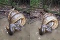 Khoảnh khắc trăn Anaconda siết chặt cá sấu caiman