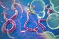 Bộ Y tế giám sát 4 người từ vùng Ebola về VN