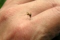 5 điều khiến muỗi đốt bạn nhiều hơn, hãy cẩn thận