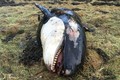 Cuồng phong cuốn cá voi sát thủ vào đất liền 50m