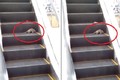 Video: Chuột khổng lồ nhảy chồm chồm dọa người trong siêu thị 