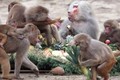 Khỉ “quậy phá” chuyến thăm Ấn Độ của PTT Biden 