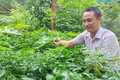 Biệt đội ươm rừng ở Phong Nha - Kẻ Bàng