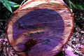 5 loại gỗ đắt nhất thế giới: Một loại có nhiều ở Việt Nam