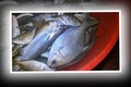 Loại cá độc nhất Việt Nam, tên ma mị nhưng giá siêu chát 