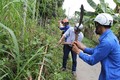 Rùng mình loạt côn trùng, sinh vật lạ “tấn công” dân Việt