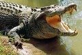 Bé trai đi bơi bị cá sấu dài 4 mét nuốt chửng