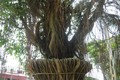 Khiếp vía “siêu cây cảnh” tiền tỷ ở Việt Nam