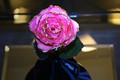 Săn quà độc Valentine 2015: Hoa hồng tươi mạ vàng 