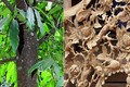 Gỗ cây vàng tâm trồng ở Hà Nội thường dùng làm gì?