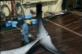 Bí mật một chuyến săn cá voi "chui" tại Nhật