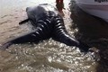 Cá voi sinh đôi dính liền cực hiếm dạt vào bờ