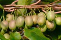 Phát sốt kiwi bé như quả nho, giá triệu đồng/kg, chị em tranh nhau mua