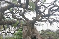 "Cụ" me bonsai trăm tuổi được rao bán gần 200 triệu ở Đồng Nai