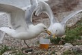 Nhà máy bia bị tố xả chất thải khiến cả đàn hải âu say