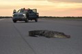 Cá sấu nằm dài trên đường băng, phải dùng máy xúc đưa đi