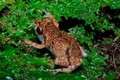 Sửng sốt loài ếch “tí hon” mới Diasporus tại Costa Rica