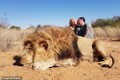 Rúng động cặp đôi hôn nhau bên con sư tử đã chết