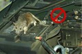 Cách chống chuột vào khoang máy ôtô trong mùa đông như thế nào?