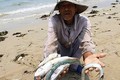 Formosa làm cá chết hàng loạt ở miền Trung, bồi thường 500 triệu USD