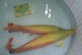 "Thú" nuôi cá cảnh khủng, tiền tỷ của đại gia Việt