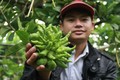 Dân Hà Nội trồng phật thủ: Người thu tiền tỷ, kẻ đổ nợ